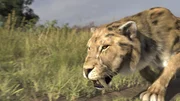 Ein computergeneriertes Bild aus der Episode "Die Geheimnisse des S&auml;belzahntigers" zeigt einen S&auml;belzahntiger. (National Geographic)