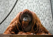 Wenn’s die Zeit erlaubt, besucht Pfleger Reimon Opitz den Orang-Utan Mann Mano. Mit dem "Mensch des Waldes" - so lautet die Übersetzung des malaiischen "orang (h)utan" - ist er ganz dicke. Die beiden verbindet eine lange Freundschaft. Wenn’s die Zeit erlaubt, besucht Pfleger Reimon Opitz den Orang-Utan Mann Mano. Mit dem "Mensch des Waldes" - so lautet die Übersetzung des malaiischen "orang (h)utan" - ist er ganz dicke. Die beiden verbindet eine lange Freundschaft.