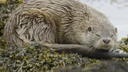 F&uuml;r Fischotter ist die verschlungene K&uuml;stenlandschaft der Shetland-Inseln ein Paradies: Bis zu drei Junge kann ein Weibchen hier auf einmal gro&szlig;ziehen.