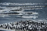 Auf Eisschollen treiben diese Adeliepinguine auf den Südlichen Ozean hinaus.