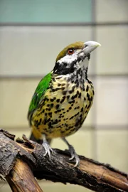 Ein seltener Katzenvogel aus dem Alfred-Brehm-Haus im Tierpark.