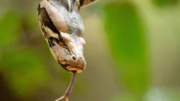 Ein imposanter Tigerpython, ganz wie Kaa aus dem Dschungelbuch.