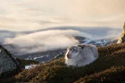 Wenn kein Schnee liegt, ist der sonst so gut getarnte Schneehase für Raubtiere leicht zu finden