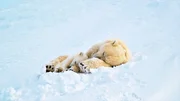 Eisb&auml;rin "Misha" mit Tochter "Flocke" beim Mittagsschlaf in Spitzbergen