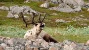 Wenn es im Sommer rund um die Uhr hell ist, ruhen Rentiere auch tags&uuml;ber.