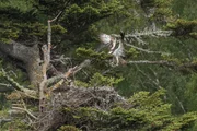Fischadler bauen ihre Nester gerne auf hohen B&auml;umen.