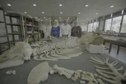 Dr. Hesham und seine Assistenten posieren f&uuml;r ein Foto in der N&auml;he von Basilosaurus-Fossilien, die in seinem Labor an der Universit&auml;t Mansoura untersucht wurden, w&auml;hrend eines Drehs f&uuml;r die Episode "Secrets of the Terror Whale" von "Lost Beasts Unearthed". (National Geographic)