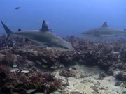 Of the 307 known shark species, 50 are listed as vulnerable, endangered or critically endangered by the International Union for Conservation of Nature. Of the 307 known shark species, 50 are listed as vulnerable, endangered or critically endangered by the International Union for Conservation of Nature.