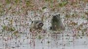 Der junge Fischotter lernt von seiner Mutter, wo und wie er jagen muss.