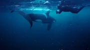 Dreharbeiten mit Orcas in einer arktischen Polynya, einer Freiwasserzone im Meereis