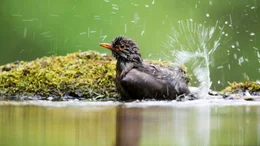 Amsel.