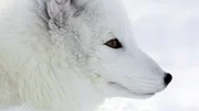 Polarfüchse haben im Winter ein schneeweißes Fell.