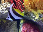 In Philadelphia, a fish swims among corals.