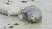Diese junge Kegelrobbe auf den Orkney-Inseln genie&szlig;t die fettreiche Milch seiner Mutter.