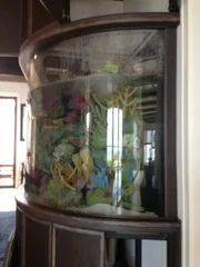 Location: Key Largo, Florida, USA: Diane Hill's curved aquarium was quite a challenge for the Living Colors team, but they got it done.