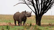 Nashorn Nashorn
