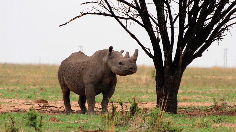 Krieg im Busch - Kampf um Afrikas Nashörner (D, 2021)