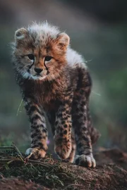 Das ist Usana – für die junge Gepardin beginnt das Abenteuer des Lebens. Das ist Usana – für die junge Gepardin beginnt das Abenteuer des Lebens.