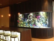 Location: Key Largo, Florida, USA: Diane Hill's new addition of an aquarium holding reef fish, clownfish, sea anemone, and even a shark.