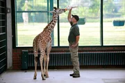 Tierpark Berlin: Tierpfleger Enrico Rödiger füttert das Giraffenkind Jule mit der Flasche. Tierpark Berlin: Tierpfleger Enrico Rödiger füttert das Giraffenkind Jule mit der Flasche.