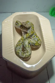 Was anderswo der Stoff f&uuml;r Alptr&auml;ume ist, wird in Bangkok h&auml;ufig zur Realit&auml;t: Schlangen in der Kanalisation.