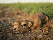 Wunder der Natur: Jedes Jahr im Mai bringen die Saiga-Antilopen alle gleichzeitig ihre Jungen zur Welt.
