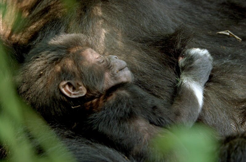 Empfinden Tiere Trauer? – Neues aus der Verhaltensforschung (F, 2025)