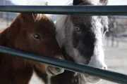 Lily the Donkey.
