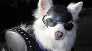 American Eskimo as seen on Dogs 101 Ep 302.