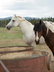 Two of the horses on S & K farms eat some hay. Two of the horses on S & K farms eat some hay.