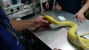 A banana snake on the table in the vet.