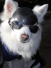 American Eskimo as seen on Dogs 101 Ep 302.