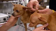 In der Planned Pethood Plus Klinik bekommen zwei ausgesetzte Chihuahuas noch eine Chance.