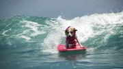 Surfing dog.