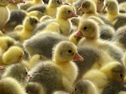 Gänseküken werden in Farmen großgezogen