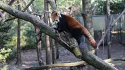 Willow the Red Panda on exhibit