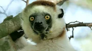 Sifaka