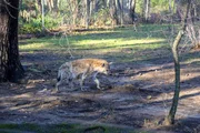 Hyena on exhibit. Hyena on exhibit.