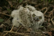 Baby owl. Baby owl.