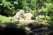 Snow Leopard on exhibit