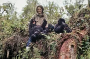Dian Fossey mit den Gorillas Coco und Pucker: Mit gro&szlig;er Geduld und Anpassung an die Tiere gewann sie das Vertrauen der Gorillas.