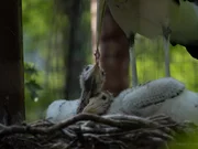 Adjutant Stork Chicks being fed