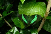 Schillerndes Grün ziert diesen Schmetterling.