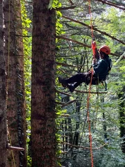 Zapfenpflücker klettern vierzig Meter hoch in die Wipfel der Nordmanntannen