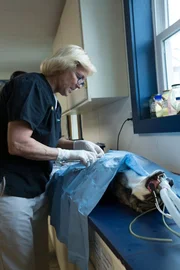 Dr. Dee spays a young Chihuahua before her first heat. Dr. Dee spays a young Chihuahua before her first heat.