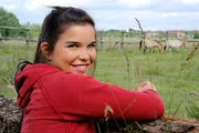 In einem Gehege in der Döbritzer Heide werden die einzigen Wildpferde der Welt gezüchtet, Anna berichtet von den spannenden Tieren. In einem Gehege in der Döbritzer Heide werden die einzigen Wildpferde der Welt gezüchtet, Anna berichtet von den spannenden Tieren.