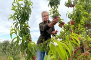 S&uuml;dfr&uuml;chte in den Leineauen: Stefanie Hahne experimentiert mit Pfirsichen und anderen S&uuml;dfr&uuml;chten auf ihren Plantagen in Hannover-Gleidingen.