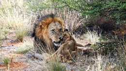 Besonders gro&szlig; und mit einer pr&auml;chtigen dunklen M&auml;hne sind die L&ouml;wenm&auml;nnchen in der Kalahari die wahren K&ouml;nige der Halbw&uuml;ste.