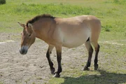 Ein Przewalski-Pferd hat typische Merkmale: Stehmähne, schwarze Beine mit Zebrastreifen und ein weißes Maul, sowie den Aalstrich am Rücken. Ein Przewalski-Pferd hat typische Merkmale: Stehmähne, schwarze Beine mit Zebrastreifen und ein weißes Maul, sowie den Aalstrich am Rücken.