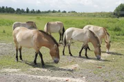 Przewalski-Pferde sind selten geworden. Sie können nur in ihrer Heimat der Mongolei überleben, wenn sie gezüchtet und wieder ausgewildert werden. Przewalski-Pferde sind selten geworden. Sie können nur in ihrer Heimat der Mongolei überleben, wenn sie gezüchtet und wieder ausgewildert werden.